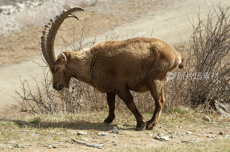 高山山羊 (Capra ibex)